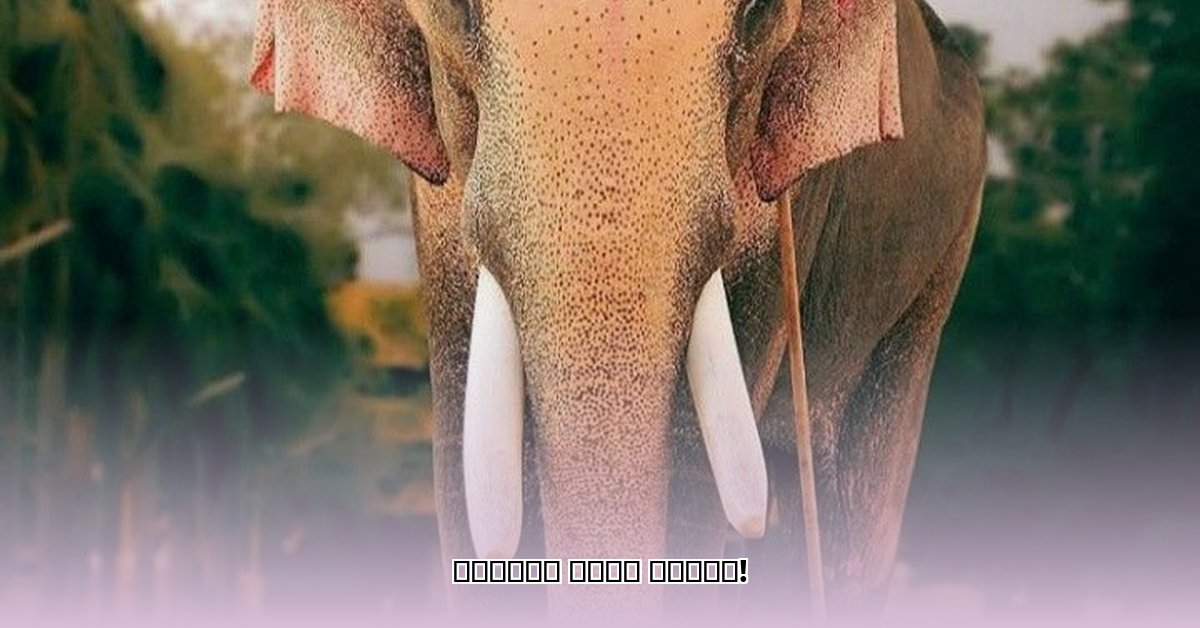 thechikottukavu-ramachandran-age